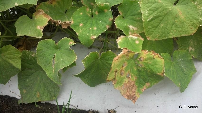 Figure 5. Cucumber leaves exhibiting symptoms of anthracnose caused by C. orbiculare. Notice how lesions are coalescing and how tissue within the necrotic lesions are falling out.